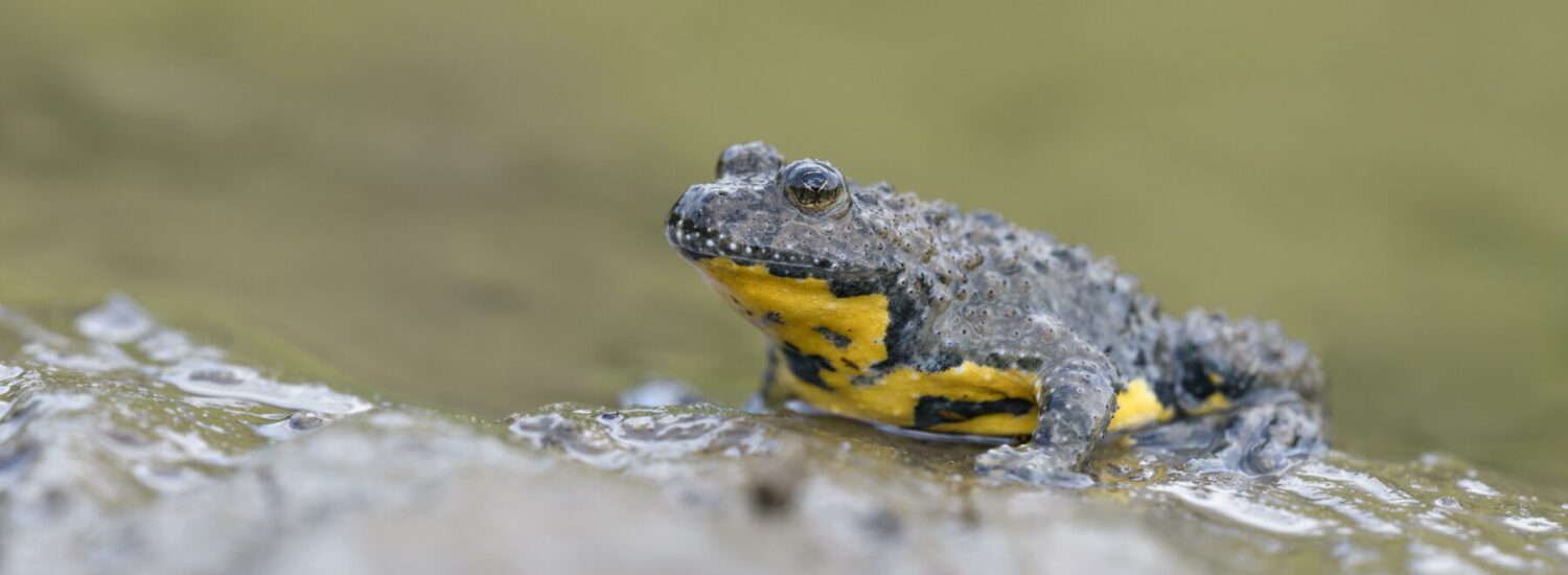 Gelbbauchunke © mauritius images