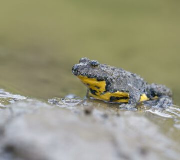 Gelbbauchunke © mauritius images