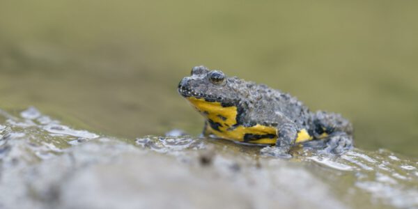 Gelbbauchunke © mauritius images