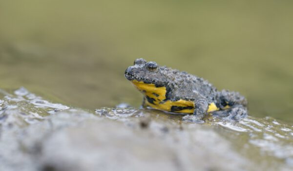 Gelbbauchunke © mauritius images