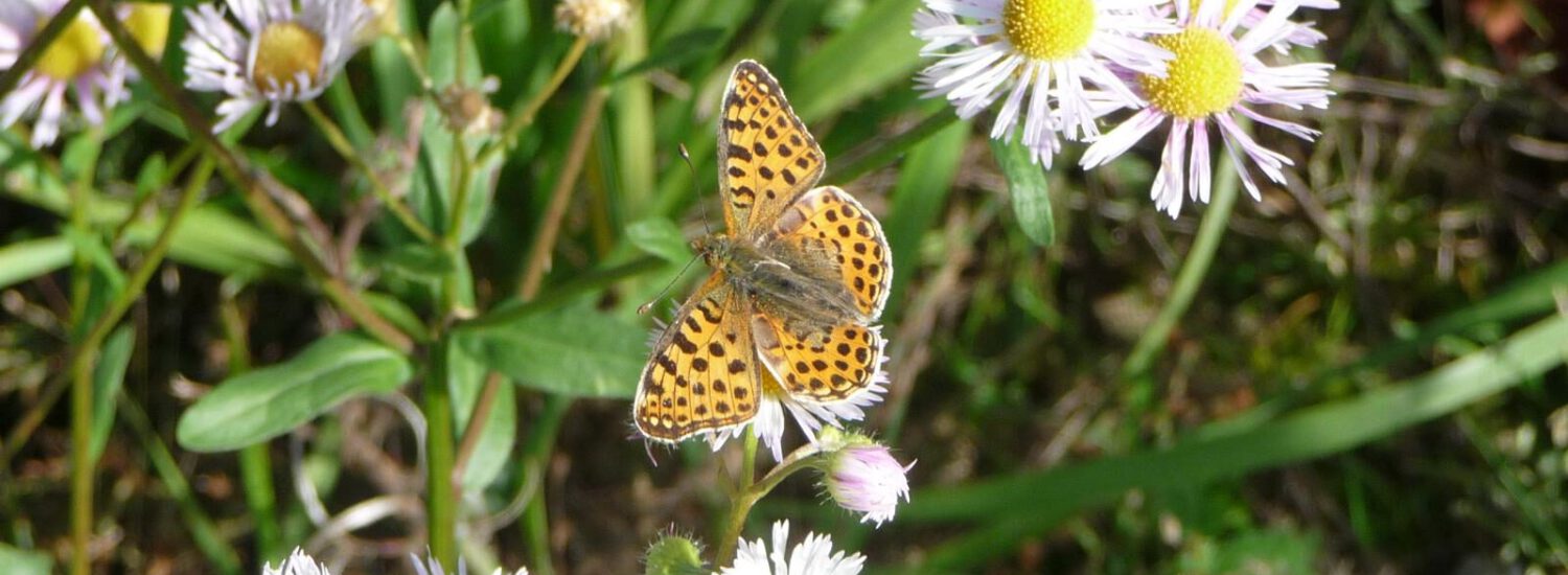 Schmetterling auf Gänseblümchen © Stadt Burghausen