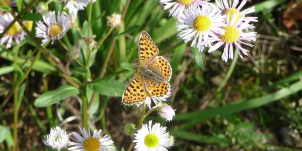 Schmetterling auf Gänseblümchen © Stadt Burghausen