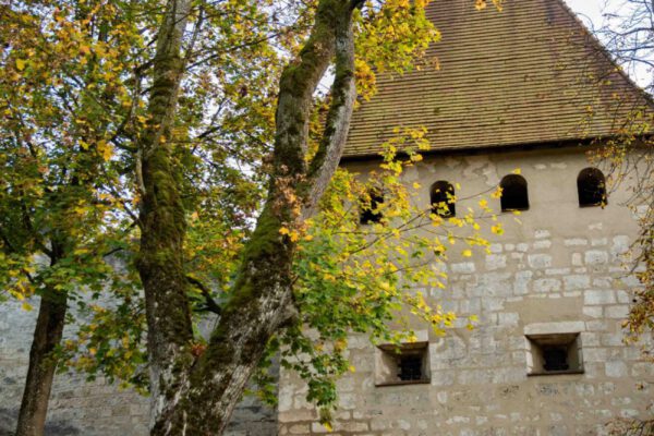 Der große Ahorn am Wöhrsee-Eingang wird gefällt Der große Ahorn am Wöhrsee-Eingang wird gefällt