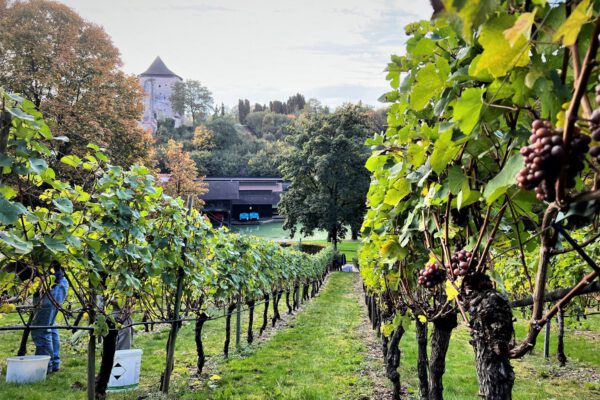 Der Burghauser Weinberg mit Blick auf den Pulverturm und den Wöhrsee Der Burghauser Weinberg mit Blick auf den Pulverturm und den Wöhrsee
