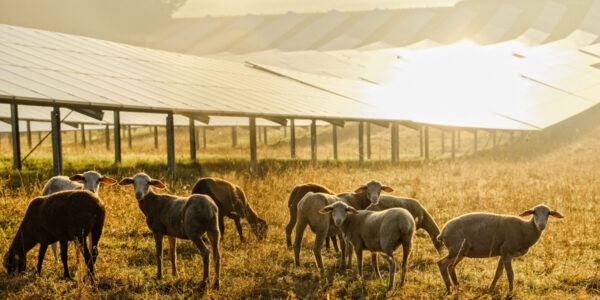Schafe vor Solarpaneelen bei Sonnenaufgang © Hans Mitterer