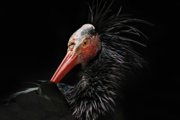 Perfekte Pose: modeln für den Tierfotografen. Fotocredit: Harald Bauer-Söltl