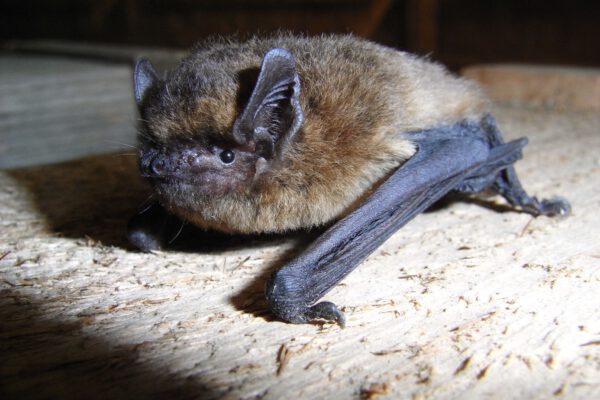 Das Bild zeigt eine ca. 7 g schwere Rauhautfledermaus (Pipistrellus nathusii), welche in Holzstapeln überwintert. -Foto: Dr. Andreas Zahn