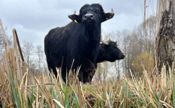 16 WiW Wasserbueffel und Laich vom Grasfrosch copyright Jan Haft  e1679479737705