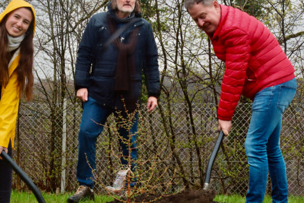 Vom zarten Gewächs zum Mammutbaum: Burghausens Erster Bürgermeister Florian Schneider, Umweltreferent Gunter Strebel und Wissenschaftlerin Dr. Verónica Relaño (v. re.) pflanzten im April zwei Mammutbäume im Botanischen Garten. Ihrer charakteristischen rotbrauen Rinde verdankt die Baumart den englischen Namen „Redwood“ (Rotholz).    Fotocredit: Stadt Burghausen / Franziska Schneider