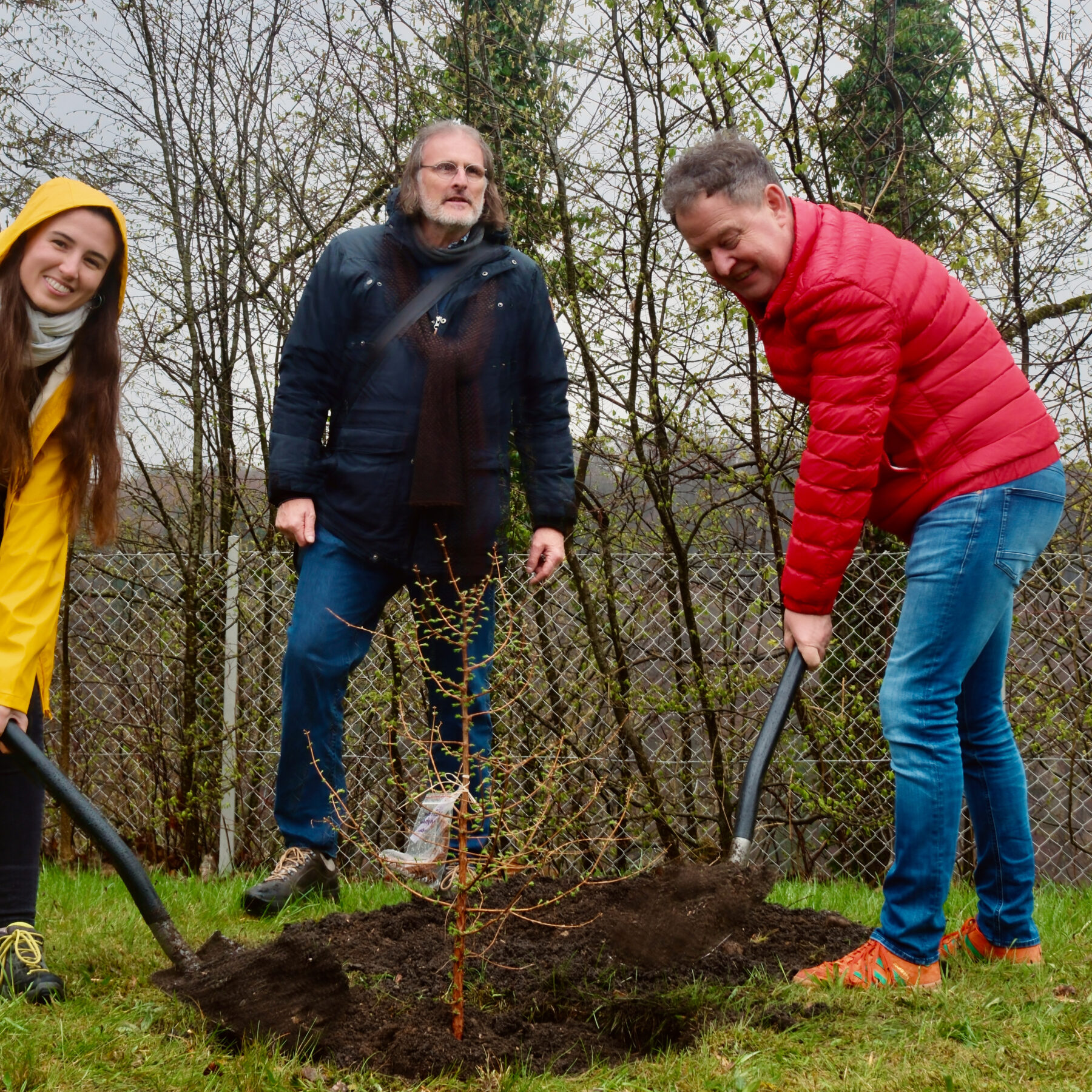 Vom zarten Gewächs zum Mammutbaum: Burghausens Erster Bürgermeister Florian Schneider, Umweltreferent Gunter Strebel und Wissenschaftlerin Dr. Verónica Relaño (v. re.) pflanzten im April zwei Mammutbäume im Botanischen Garten. Ihrer charakteristischen rotbrauen Rinde verdankt die Baumart den englischen Namen „Redwood“ (Rotholz).    Fotocredit: Stadt Burghausen / Franziska Schneider