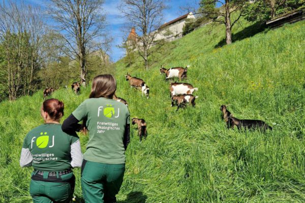 PM-119-Stadt-Burghausen-Die-FoeJ-lerinnen-kuemmern-sich-um-die-Ziegen-am-Burghang