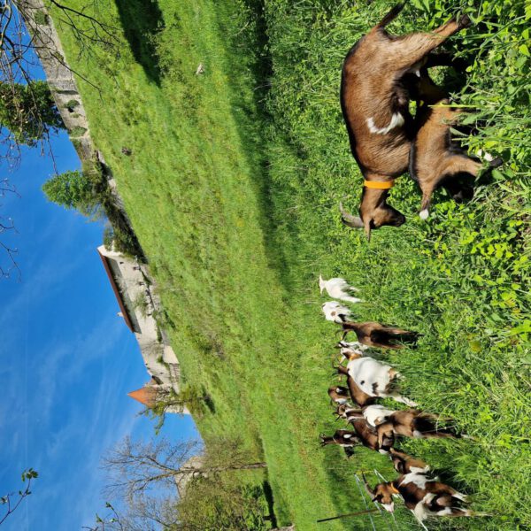 Seit Anfang Mai sind die Burghauser Ziegen wieder am Burghang. Die FöJ-lerinnen Lina Frey und Isabel Breitfelder kümmern sich nun um die Ziegen. Fotocredit: Stadt Burghausen/ebh