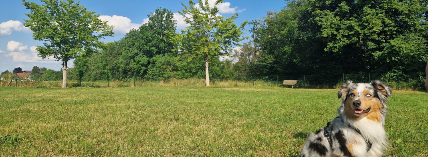 Ein Hund auf der Hundewiese © Stadt Burghausen / ebh