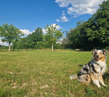 Ein Hund auf der Hundewiese © Stadt Burghausen / ebh