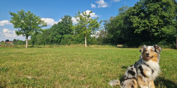 Ein Hund auf der Hundewiese © Stadt Burghausen / ebh