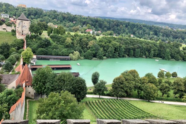 Weinberg am Burghang überhalb des Wöhrsees und unterhalb der längsten Burg der Welt Fotocredit: Königseder Weinberg am Burghang überhalb des Wöhrsees und unterhalb der längsten Burg der Welt Fotocredit: Königseder