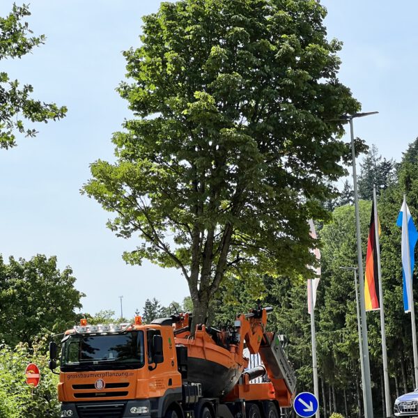 PM 155 Stadt Burghausen Großbaumverpflanzungen sind für alle aufregend, sicher auch für die Bäume. Wie oft fährt ein Baum schon durch Burghausen? Für die Mitarbeiter des Umweltamtes, die die Großbaumverpflanzungen in Auftrag geben, ist es immer sehr spektakulär und aufregend, wenn wieder eine Großbaumverpflanzung in Burghausen ist. © Stadt Burghausen / köx