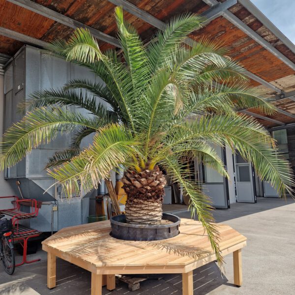 Die Holzplattformen mit den Palmen werden bald in der Altstadt aufgestellt © Stadt Burghausen/ebh