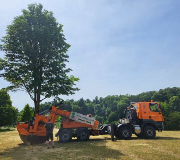 PM 155 Stadt Burghausen Großbaumverpflanzungen sind für alle aufregend, sicher auch für die Bäume. Wie oft fährt ein Baum schon durch Burghausen? Für die Mitarbeiter des Umweltamtes, die die Großbaumverpflanzungen in Auftrag geben, ist es immer sehr spektakulär und aufregend, wenn wieder eine Großbaumverpflanzung in Burghausen ist. © Stadt Burghausen / köx