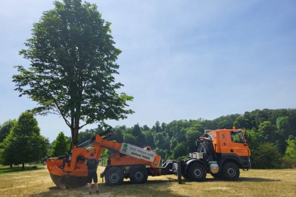 PM 155 Stadt Burghausen Großbaumverpflanzungen sind für alle aufregend, sicher auch für die Bäume. Wie oft fährt ein Baum schon durch Burghausen? Für die Mitarbeiter des Umweltamtes, die die Großbaumverpflanzungen in Auftrag geben, ist es immer sehr spektakulär und aufregend, wenn wieder eine Großbaumverpflanzung in Burghausen ist. © Stadt Burghausen / köx