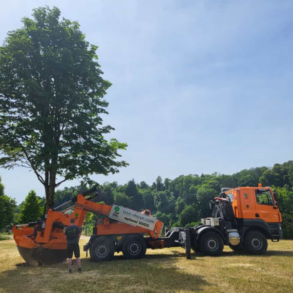 PM 155 Stadt Burghausen Großbaumverpflanzungen sind für alle aufregend, sicher auch für die Bäume. Wie oft fährt ein Baum schon durch Burghausen? Für die Mitarbeiter des Umweltamtes, die die Großbaumverpflanzungen in Auftrag geben, ist es immer sehr spektakulär und aufregend, wenn wieder eine Großbaumverpflanzung in Burghausen ist. © Stadt Burghausen / köx