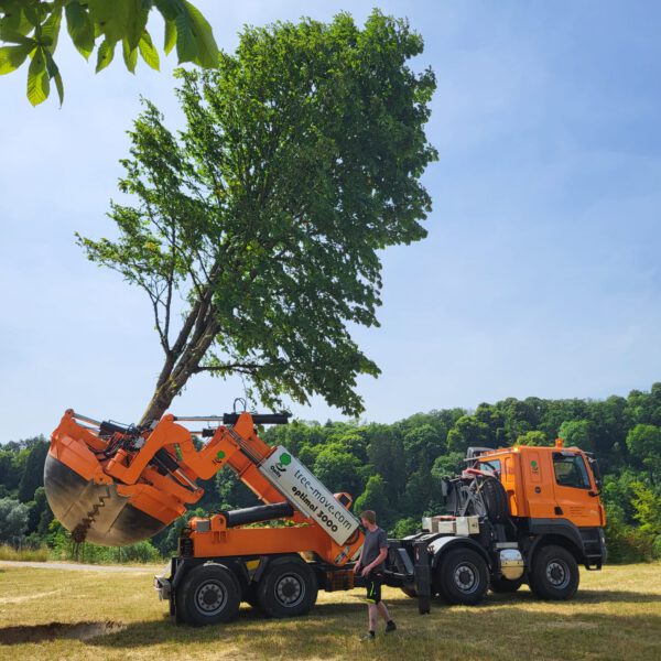 PM 155 Stadt Burghausen Großbaumverpflanzungen sind für alle aufregend, sicher auch für die Bäume. Wie oft fährt ein Baum schon durch Burghausen? Für die Mitarbeiter des Umweltamtes, die die Großbaumverpflanzungen in Auftrag geben, ist es immer sehr spektakulär und aufregend, wenn wieder eine Großbaumverpflanzung in Burghausen ist. © Stadt Burghausen / köx