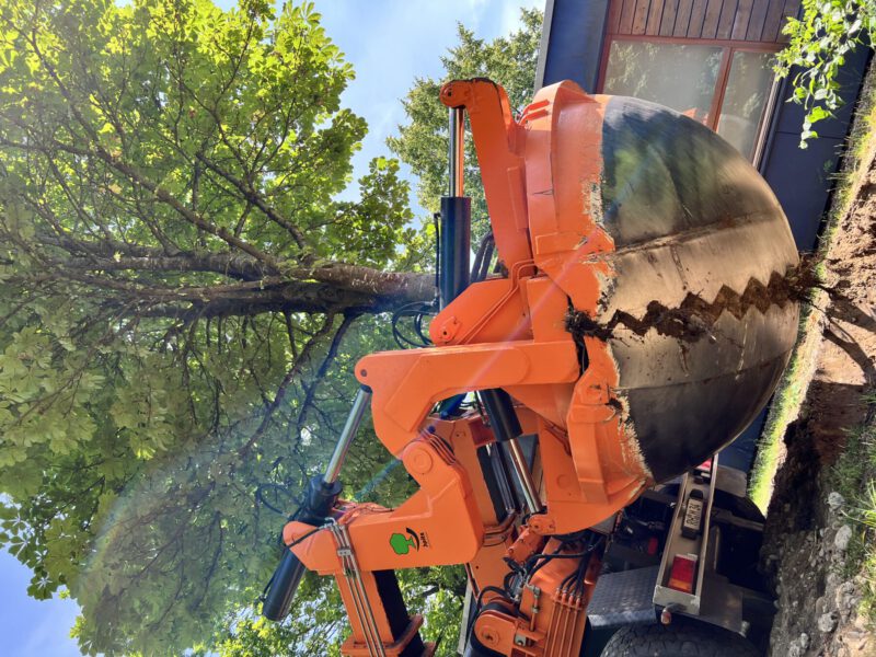 Großbaumverpflanzung der Stadt Burghausen im Juni 2023 Foto Königseder