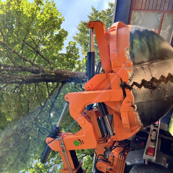 PM 155 Stadt Burghausen Großbaumverpflanzungen sind für alle aufregend, sicher auch für die Bäume. Wie oft fährt ein Baum schon durch Burghausen? Für die Mitarbeiter des Umweltamtes, die die Großbaumverpflanzungen in Auftrag geben, ist es immer sehr spektakulär und aufregend, wenn wieder eine Großbaumverpflanzung in Burghausen ist. © Stadt Burghausen / köx