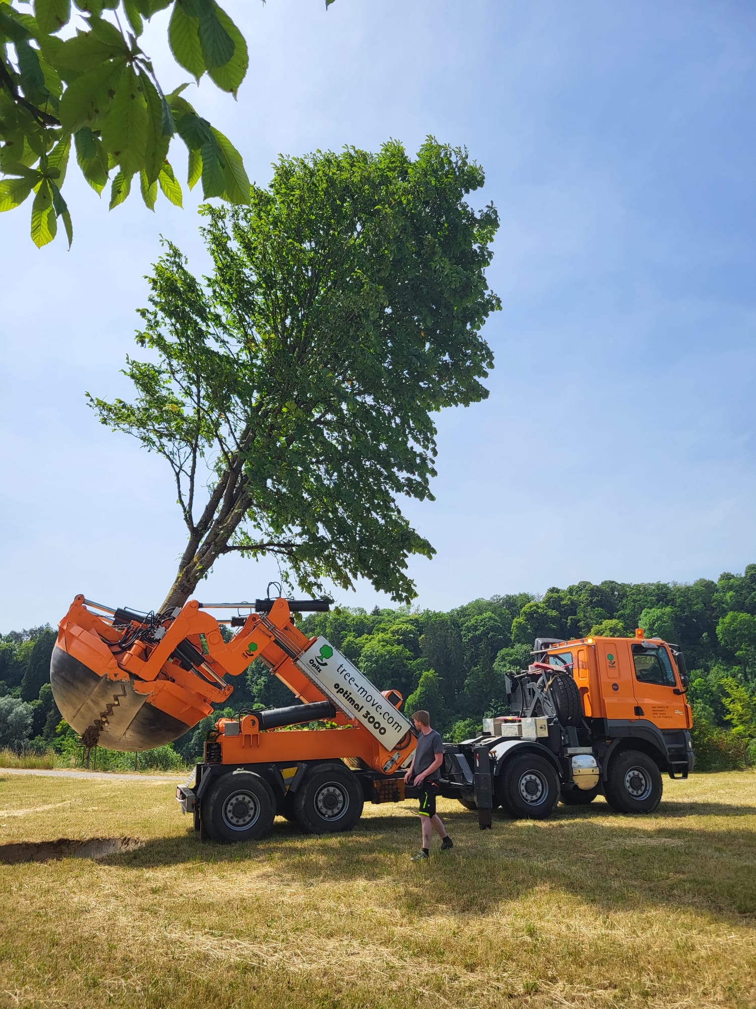 Großbaumverpflanzung der Stadt Burghausen im Juni 2023 Foto Königseder