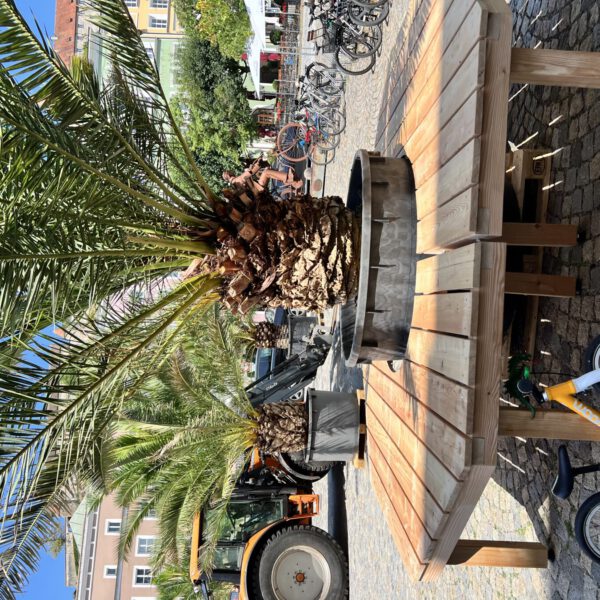 Stadtplatz unter Palmen © Stadt Burghausen/köx Stadtplatz unter Palmen © Stadt Burghausen/köx