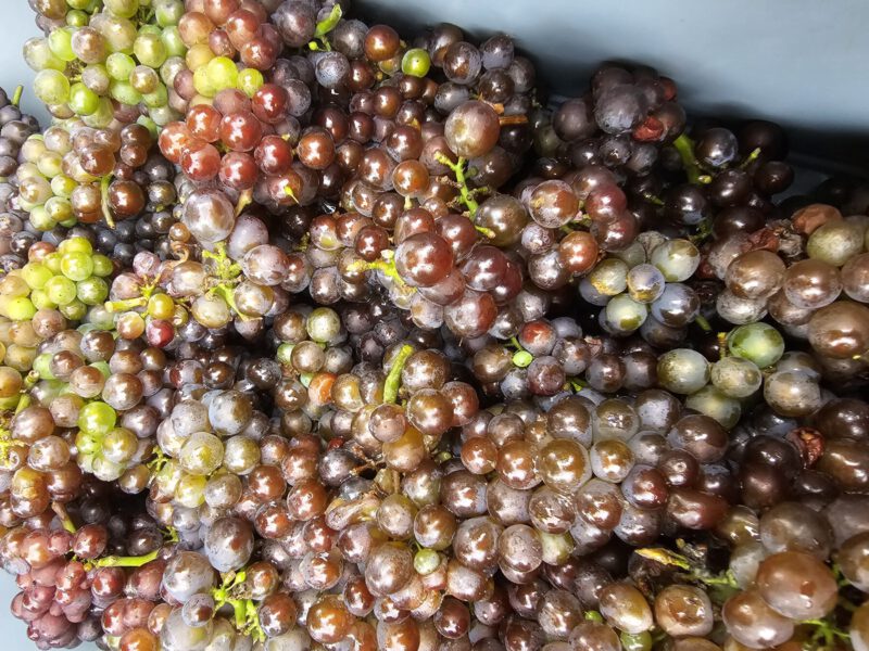 Auch wenn die Trauben unterschiedliche Farben haben gehören sie alle zur gleichen Sorte, dem Grauburgunder © Stadt Burghausen/ebh