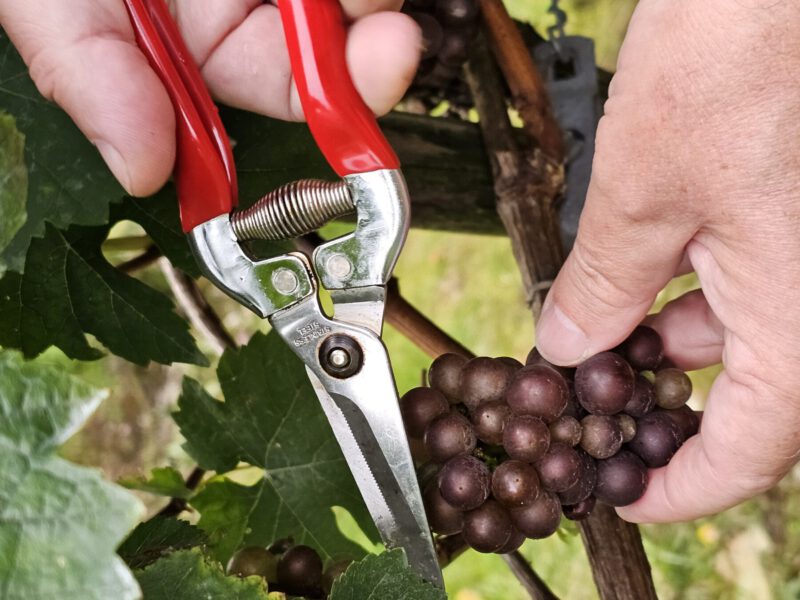 Die Trauben werden per Hand geerntet und gleich aussortiert - dieses Jahr besonders mühsam © Stadt Burghausen/ebh