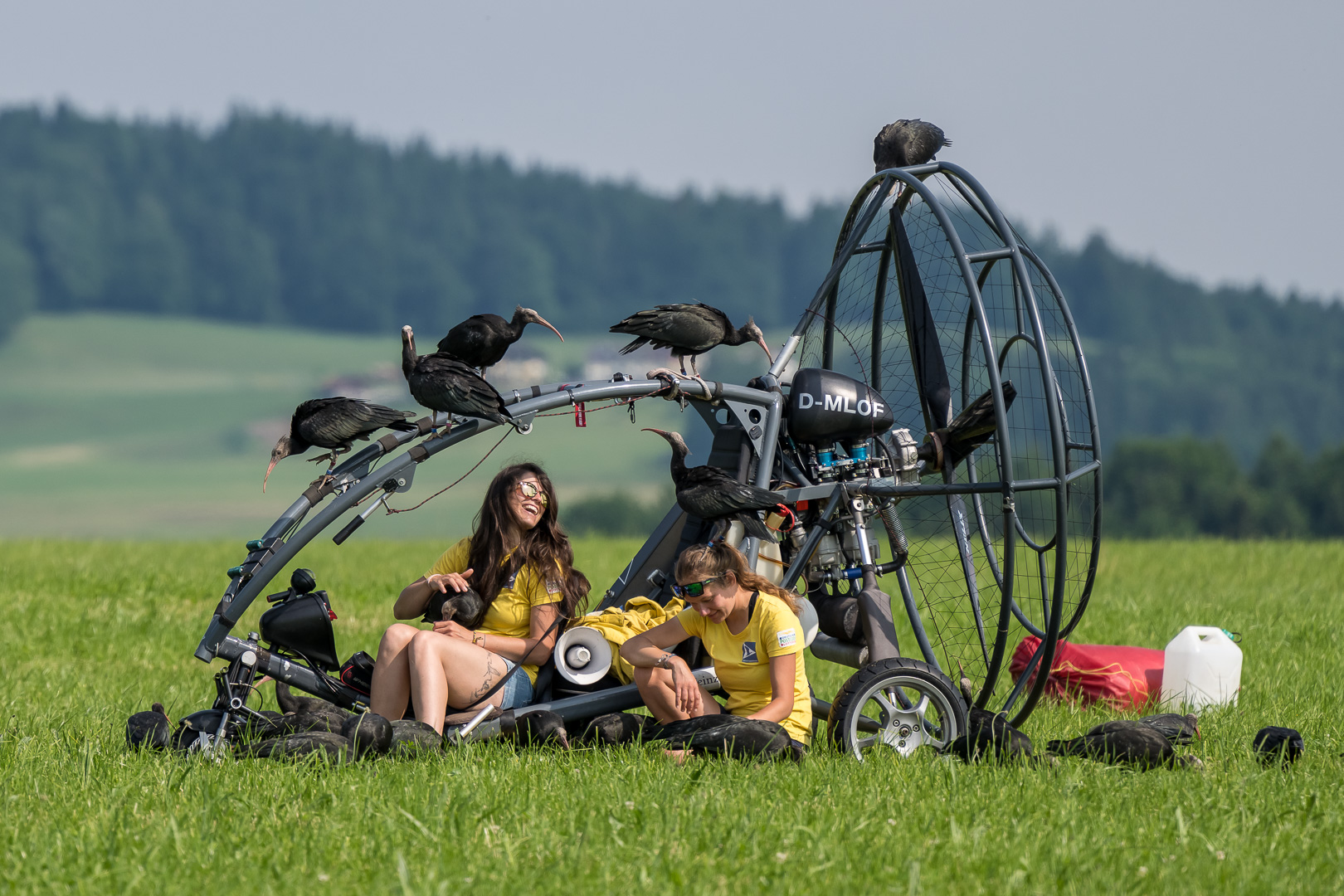 BU: Flugtraining der Waldrappe, ©waldrapp.eu/A. Moser