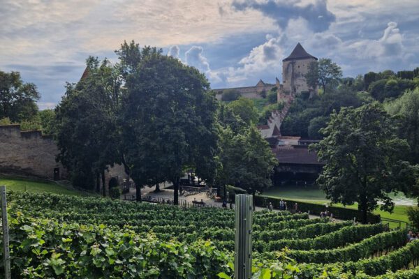 Schöne Abendstimmung und Aussicht bei der Weinbergführung © Stadt Burghausen/ebh