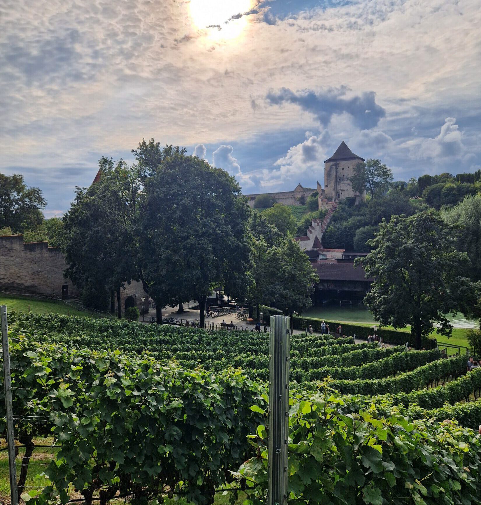 Schöne Abendstimmung und Aussicht bei der Weinbergführung © Stadt Burghausen/ebh