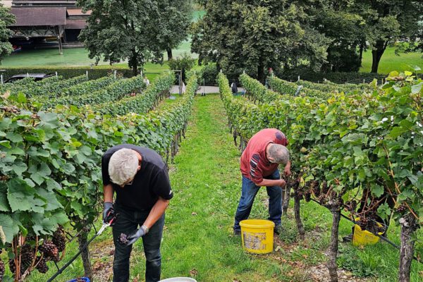 Die Weinbauern bei der Arbeit - dieses Jahr fand die Weinlese schon wesentlich früher statt als geplant © Stadt Burghausen/ebh Die Weinbauern bei der Arbeit - dieses Jahr fand die Weinlese schon wesentlich früher statt als geplant © Stadt Burghausen/ebh