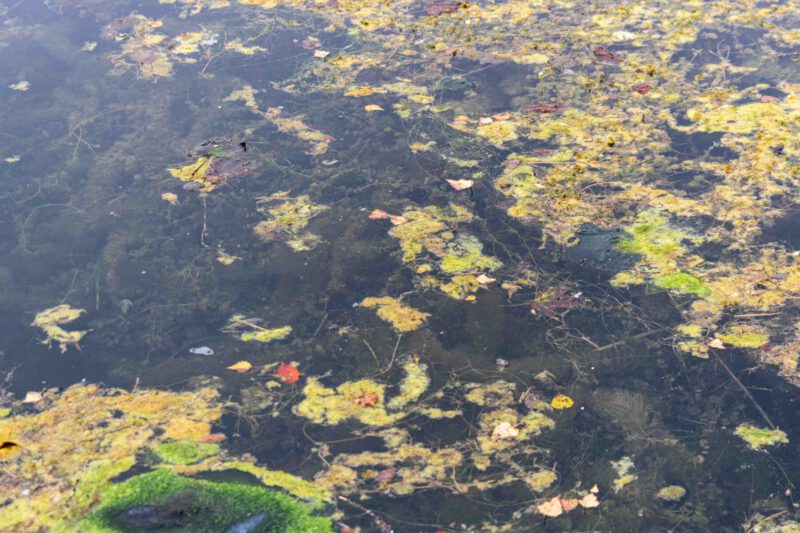 Vor allem am Vorsee sieht man deutlich wie stark der Wöhrsee bewachsen ist. © Stadt Burghausen/ebh