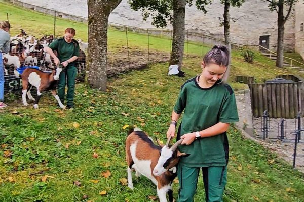 Die FÖJlerinnen müssen kräftig zupacken. Den Ziegen tut es nicht weh, an den Hörner gepackt zu werden © Stadt Burghausen/ebh Die FÖJlerinnen müssen kräftig zupacken. Den Ziegen tut es nicht weh, an den Hörner gepackt zu werden © Stadt Burghausen/ebh