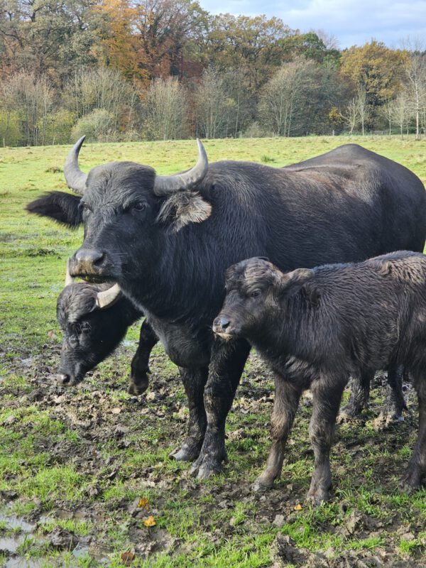Büffelkalb mit seiner Mutter auf der wilden Weide in Raitenhaslach © Stadt Burghausen/ebh