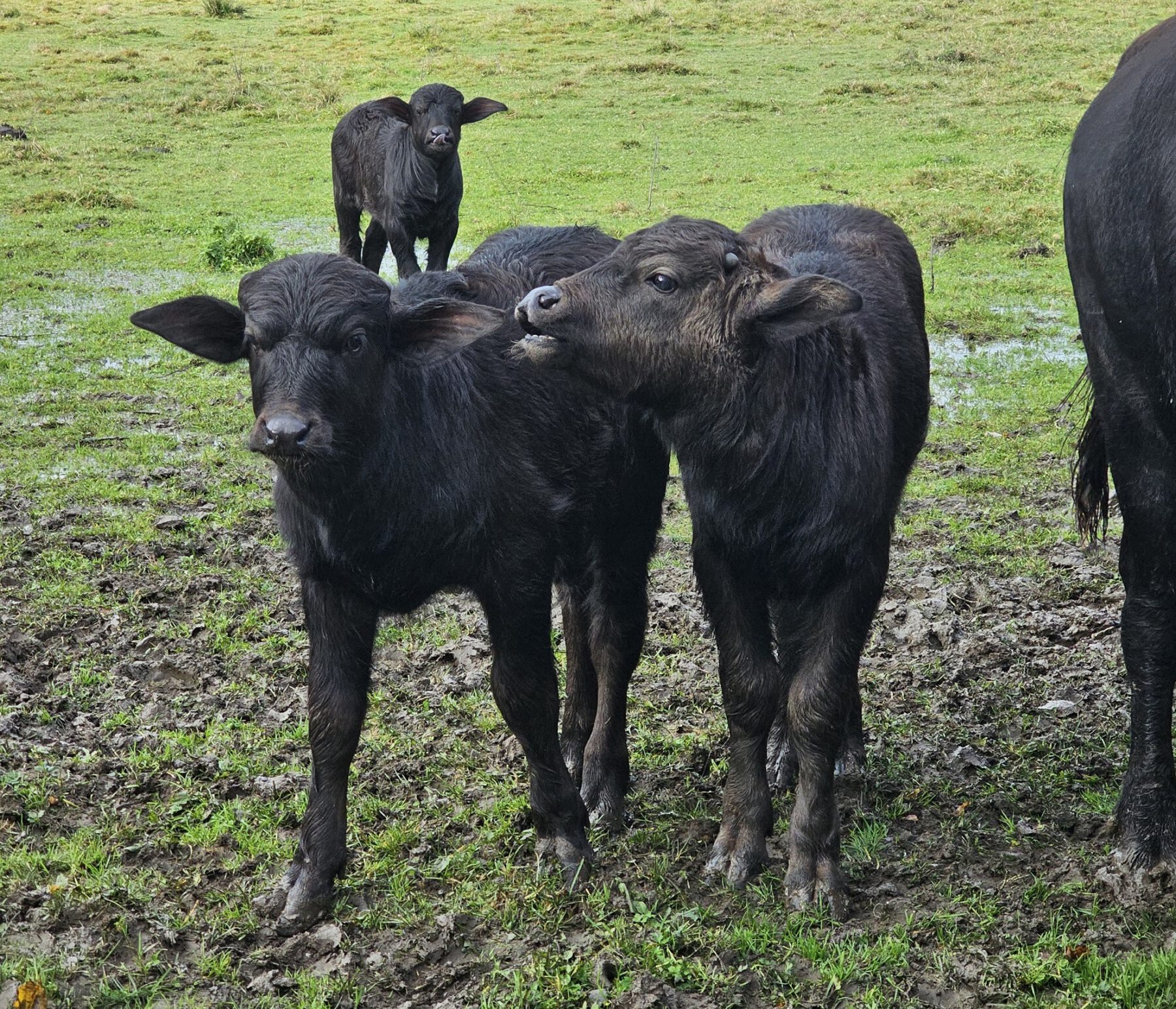Drei Kälber gibt es seit September bei der Büffelherde in Raitenhaslach © Stadt Burghausen/ebh