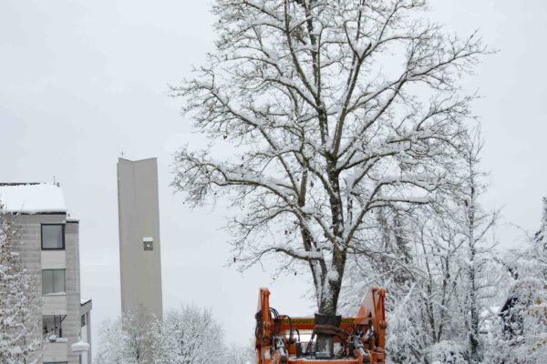 Ein Blutahorn auf dem Weg zu seinem neuen Standort bei der St.-Johannser-Straße. © Stadt Burghausen/ebh