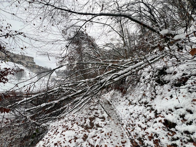 Der Weg an der Bergerhof-Seite des Wöhrsees ist durch die vielen umgeknickten Bäume unpassierbar. Es wird noch einige Wochen dauern, bis der Weg wiederhergestellt ist. © Thomas Eder