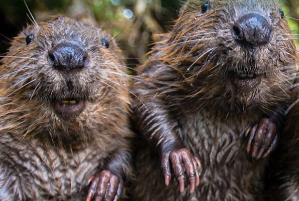 vhs_Umweltamt_Biodiversität 2024-01_v vhs_Umweltamt_Biodiversität 2024-01_v