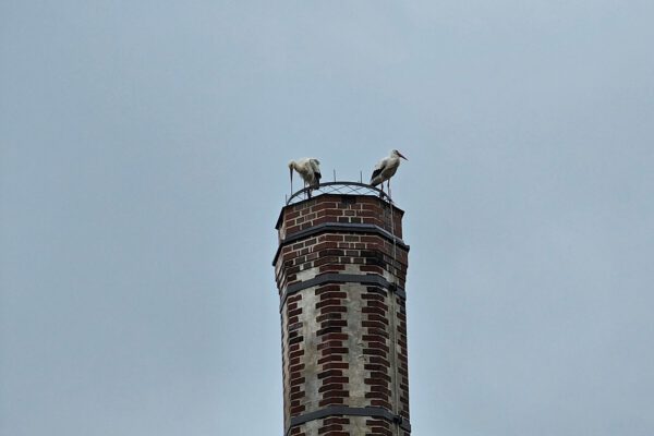 PM 105 Stadt Burghausen Gibt es bald Storchennachwuchs in Burghausen Foto ebh - Kopie Am Dienstagvormittag, 16. April 2024, machten einige Störche Halt in Burghausen. Ob eines der Storchenpaare in Raitenhaslach, zum Beispiel auf dem Brauereikamin nistet, wird sich in nächster Zeit zeigen © Stadt Burghausen/ebh