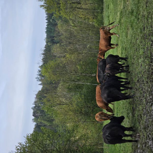 Wasserbüffel in Raitenhaslach © Stadt Burghausen/ebh