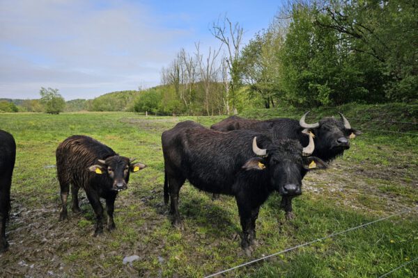 Die wilden Weiden und Blühwiesen in Raitenhaslach sind ein Paradies für viele besondere Tierarten, wie Wasserbüffel, Störche und Biber © Stadt Burghausen/ebh Die wilden Weiden und Blühwiesen in Raitenhaslach sind ein Paradies für viele besondere Tierarten, wie Wasserbüffel, Störche und Biber © Stadt Burghausen/ebh
