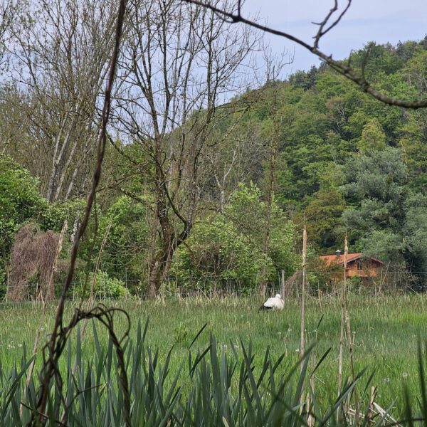 Storch auf einer Feuchtwiese in Raitenhaslach © Stadt Burghausen/ebh