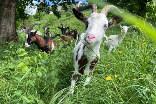 PM 130 Tauernschecken grasen am Burghang unterhalb der weltlängsten Burg Foto Stadt Die Ziegen sind wieder am Burghang angekommen und kümmern sich darum, dass der Burghang nicht zuwächst und der Blick auf die Burg frei bleibt. Acht Kitze sind bei der Herde. Fotocredit: Stadt Burghausen/Umweltamt