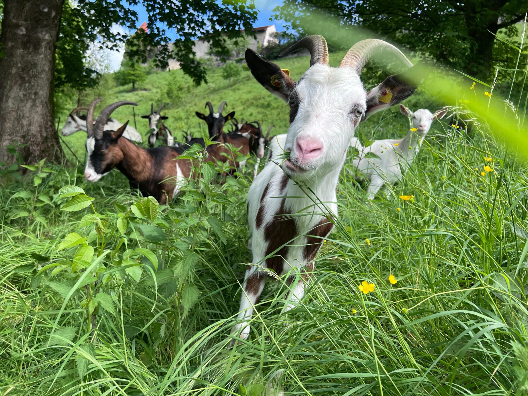 Die Ziegen sind wieder am Burghang angekommen und kümmern sich darum, dass der Burghang nicht zuwächst und der Blick auf die Burg frei bleibt. Acht Kitze sind bei der Herde. Fotocredit: Stadt Burghausen/Umweltamt