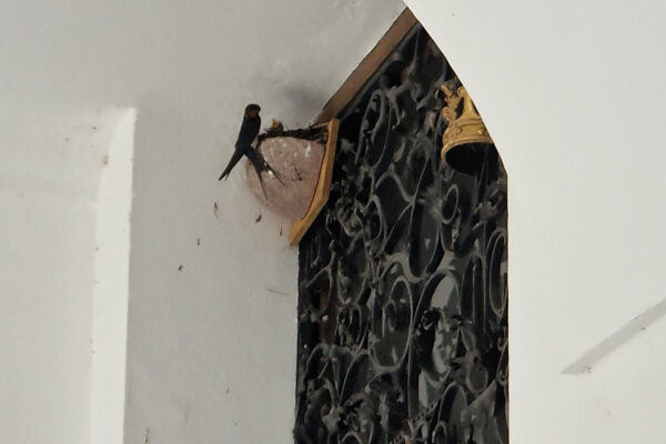 PM 152 Mauerseglernest in der Burghauser Altstadt Kopie_bearbeitet PM 152 Mauerseglernest in der Burghauser Altstadt Kopie_bearbeitet